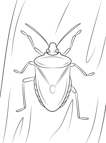 Brown Marmorated Stink Bug Coloring Page